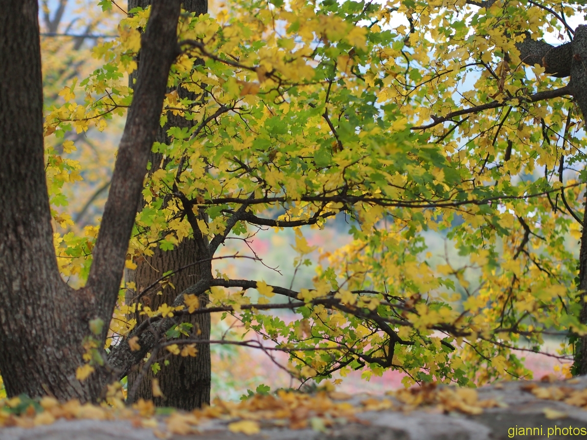 autunno 2017