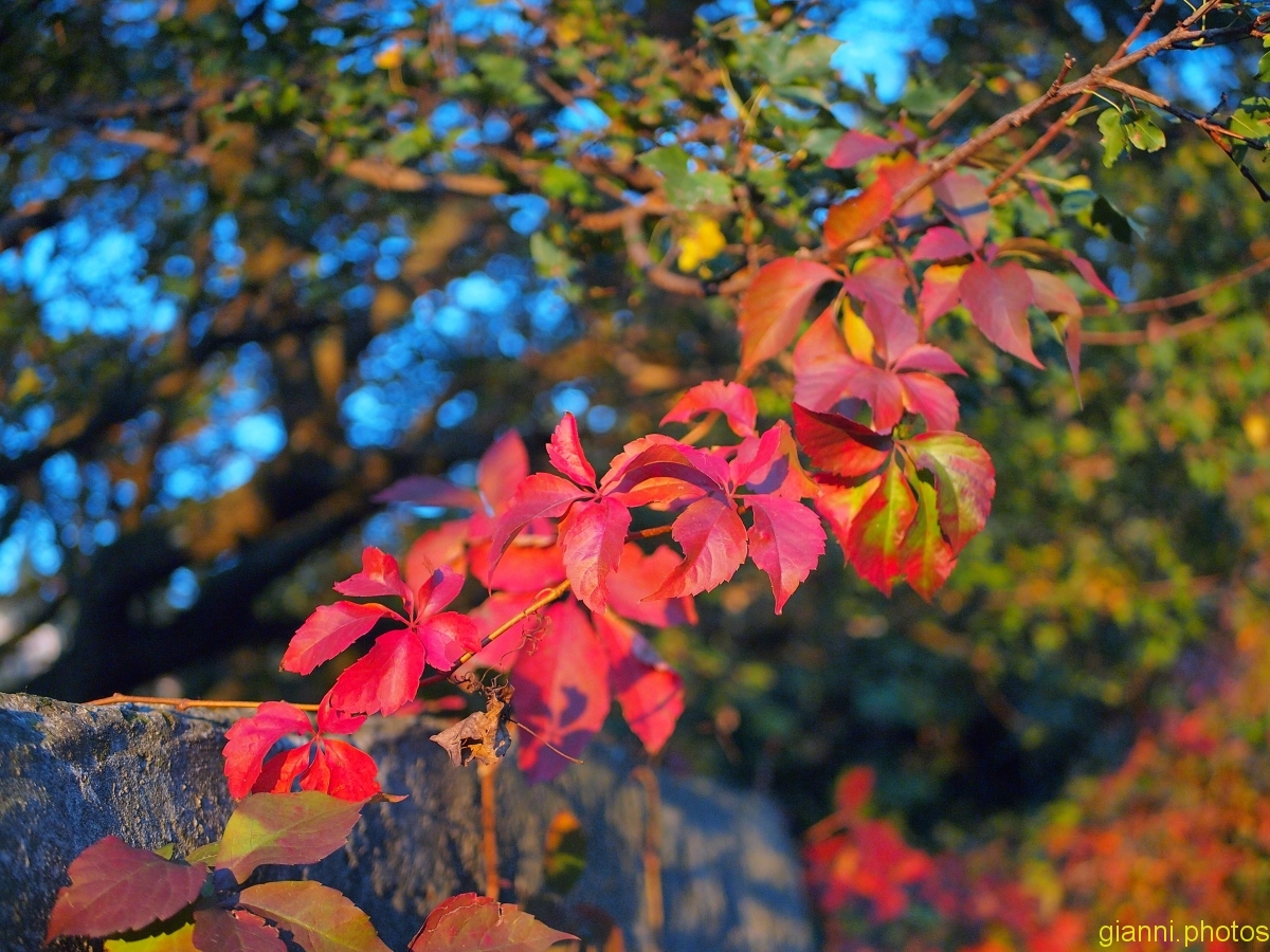 autunno