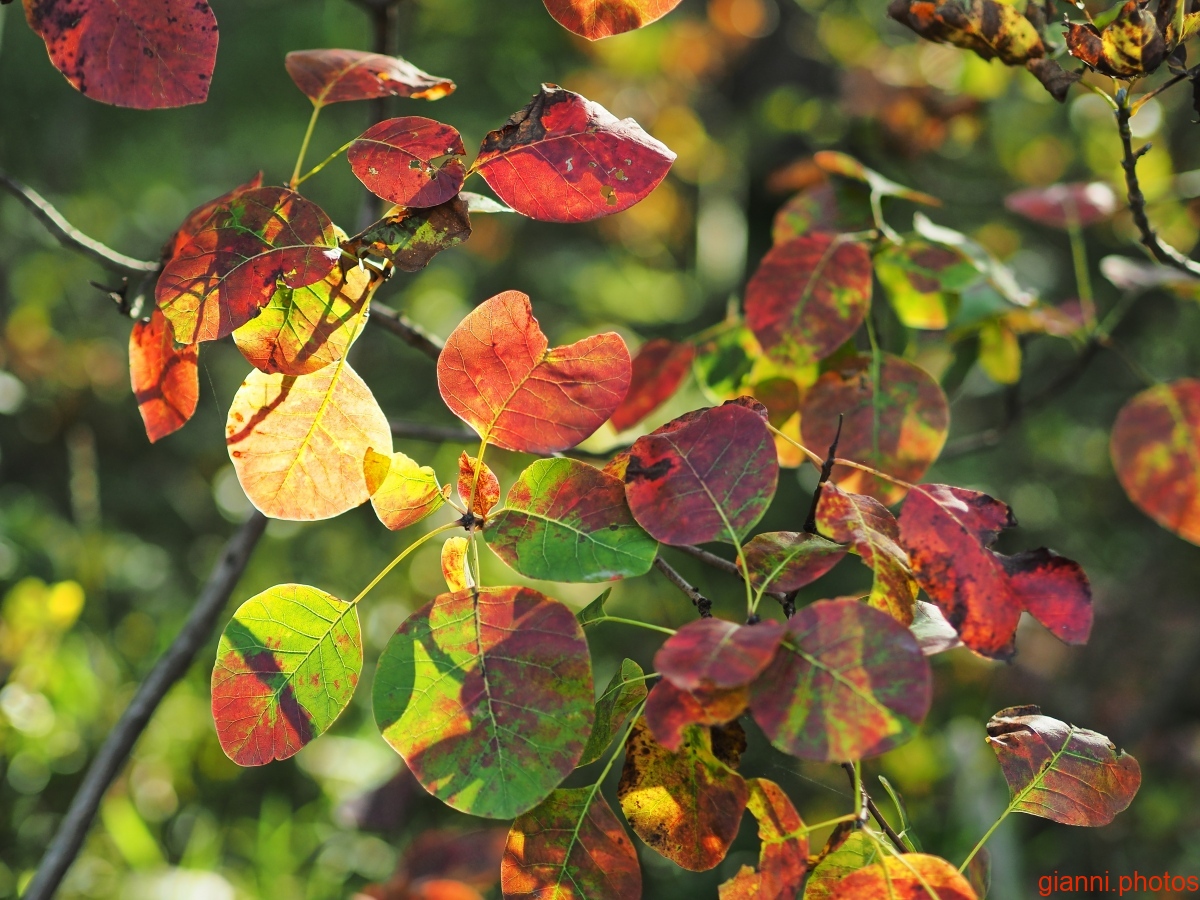 autunno 2019