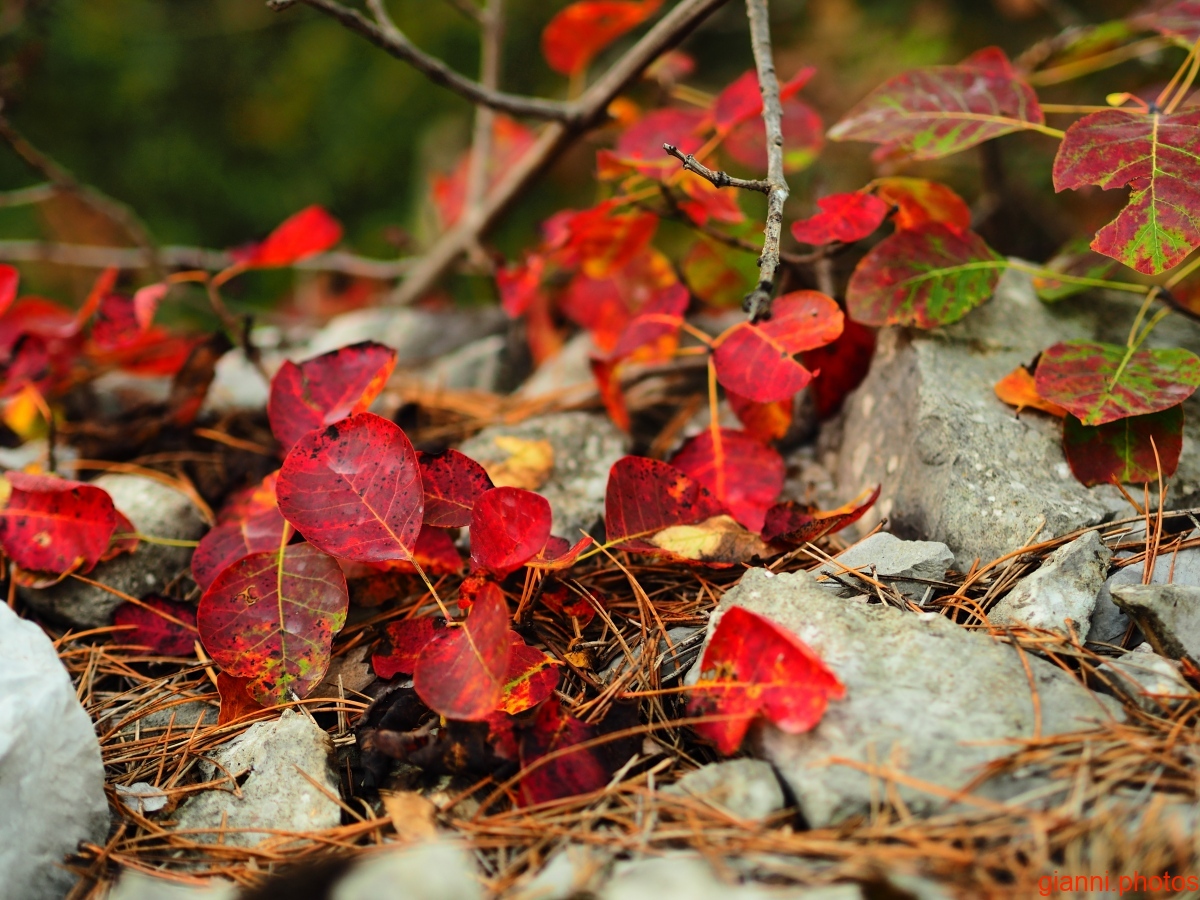 autunno 2019