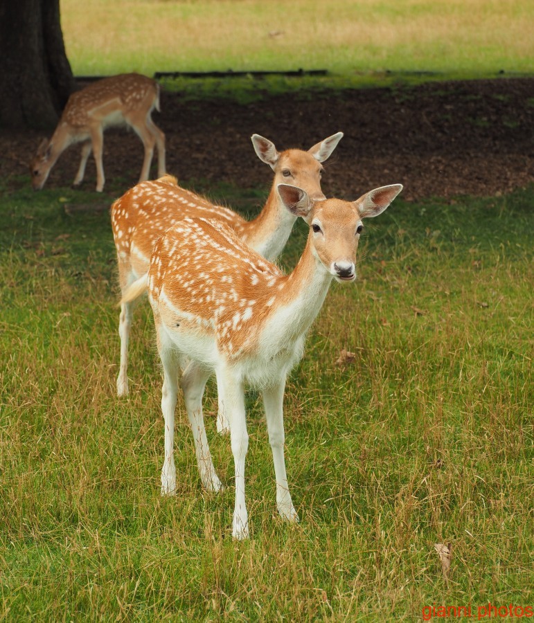 Knole Park