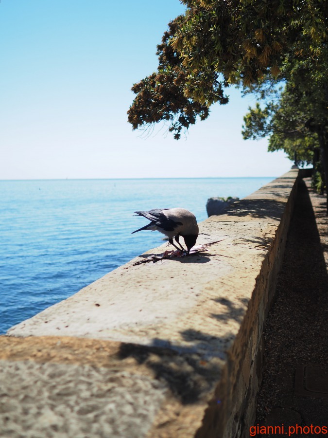 Miramare in primavera