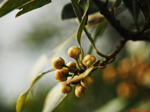 primi segni di primavera