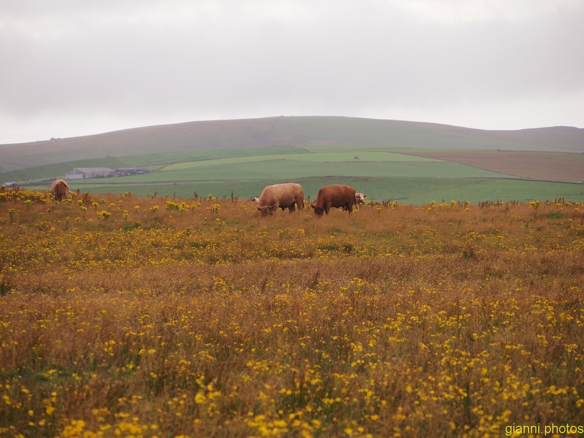 Orkney