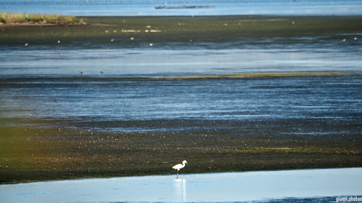 Isola della Cona